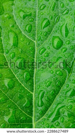 Macro leaves and water drops,Beautiful green leaf texture with drops of water,Close up photo of water drops on a green leaf