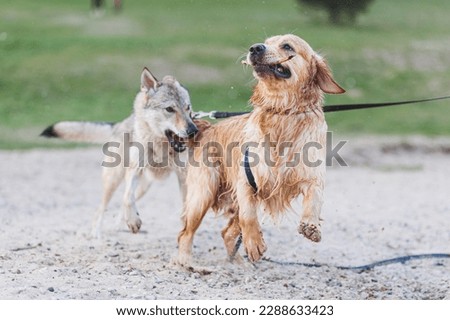 Two happy dog playing outside. Czechoslovakian wolfdog and golden retriever. High quality photo