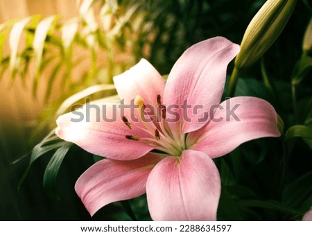 Single pink lily flower in dark green palm leaves. Sunny day. Background. Closeup  Royalty-Free Stock Photo #2288634597