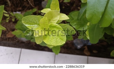 Photo of light green leaves on a rainy afternoon at a school in Surabaya 