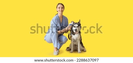 Veterinarian measuring temperature of cute Husky dog on yellow background