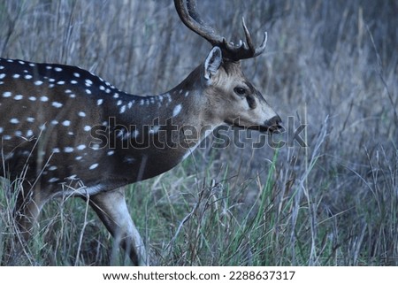 This picture is best to study the color, eyes, and details of a deer's skin, as it shows a closeup of the deer's face.