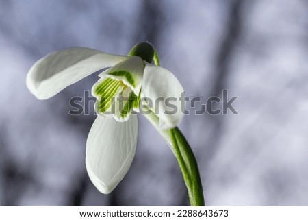 White snowdrop flowers close up. Galanthus blossoms illuminated by the sun in the green blurred background, early spring. Galanthus nivalis bulbous, perennial herbaceous plant in Amaryllidaceae family Royalty-Free Stock Photo #2288643673