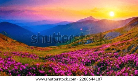 Magic pink flowers rhododendrons at sunset in a mountainous area. Location place Carpathian mountains, National Park Chornohora, Ukraine, Europe. Exotic photo wallpaper. Discover the beauty of world.