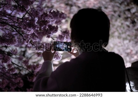 People taking pictures of illuminated cherry blossoms at night	