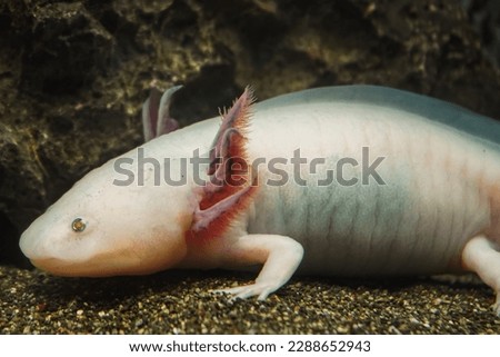 Axolotl, Mexican walking fish, salamander, tiger salamander. A pink albino axolotl in an aquarium, local pet store or pet store. Triton of white color at the bottom of the lake