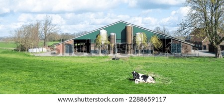 spotted black and white cow lies in green grassy meadow near farm in spring at farm in dutch province of utrecht in the netherlands Royalty-Free Stock Photo #2288659117