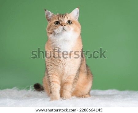 adult thoughtful cat of the British breed of the golden chinchilla color sitting on a rug made of white faux fur on a green background and looking up
