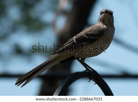 Northern Mockingbird on a backyard perch                               