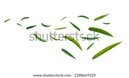 Green leaves bamboo flying in the air isolated on background.Day of clean air. Royalty-Free Stock Photo #2288669329