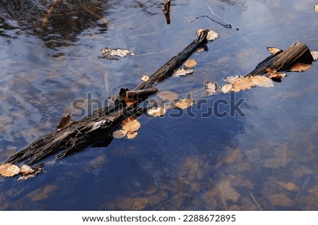 Fallen leaves on the surface of the water, closeup of photo
