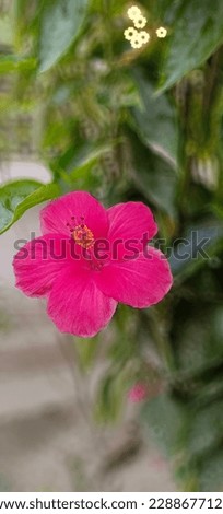 Hibiscus flower. Very beautiful picture of a red hibiscus flower.