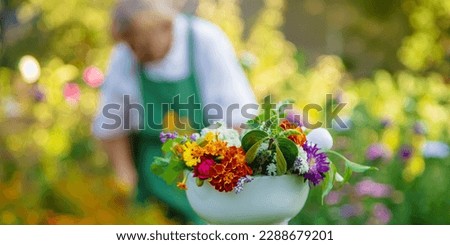 The woman collects medicinal herbs and flowers. Selective focus. Nature.