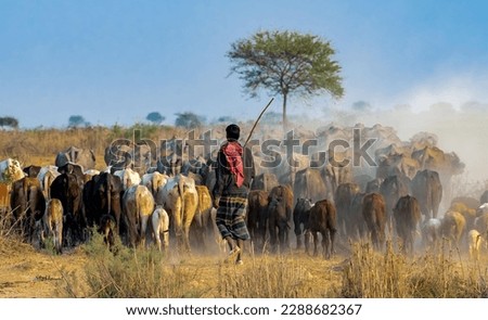 A shepherd is a person who tends, herds, feeds, or guards flocks of cow. Royalty-Free Stock Photo #2288682367