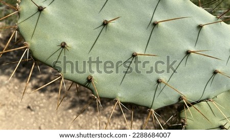 A photo of wild cactus