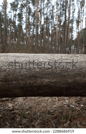 Traces of bark beetles on a fallen pine Royalty-Free Stock Photo #2288686919