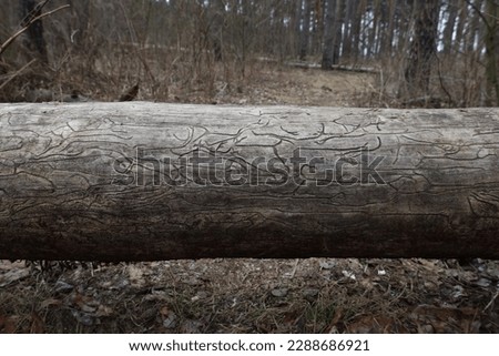 Traces of bark beetles on a fallen pine Royalty-Free Stock Photo #2288686921