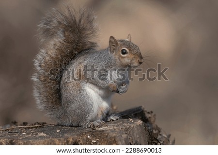 a small and cute squirrel posing