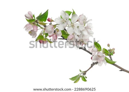 Blooming apple tree flowers on twig, isolated on white with clipping path Royalty-Free Stock Photo #2288690625