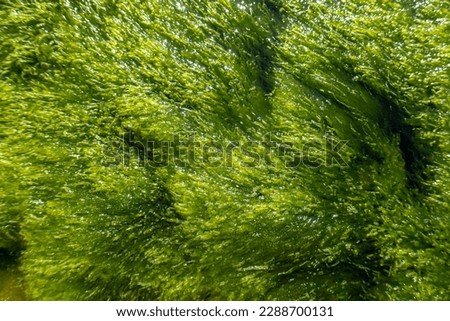 Green background of sea weeds in the water.