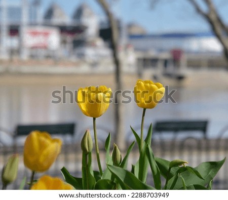 close up of Yellow Tulips blooming at park with bokeh of sitting benches, river and city background on early Spring Day-Outdoor city and nature perspective photography.