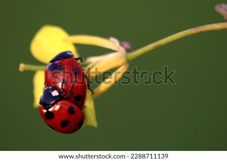 ladybugs (Coccinellidae) insects are matting 