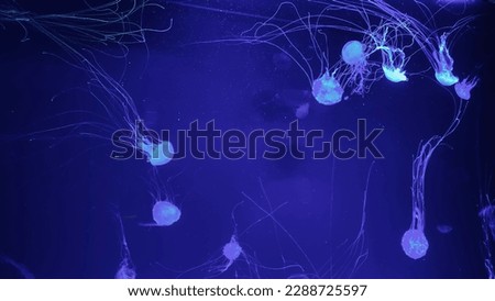 White jellyfish in a blue aquarium
