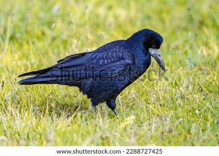 Portrait of Eurasian rook (Corvus frugilegus). Black bird with bare base of bill walking in grass and looking for food. Widlife in nature. Netherlands. Royalty-Free Stock Photo #2288727425