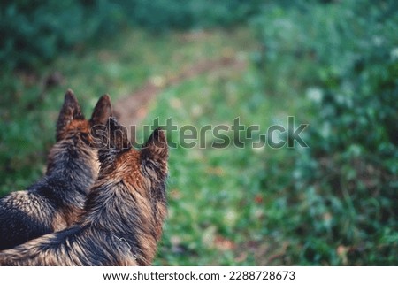 Photos of dogs of various breeds, in different angles and situations. Pictures taken on trails, lakes, walks, events, etc...