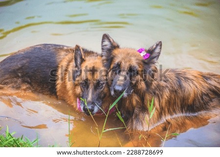 Photos of dogs of various breeds, in different angles and situations. Pictures taken on trails, lakes, walks, events, etc...
