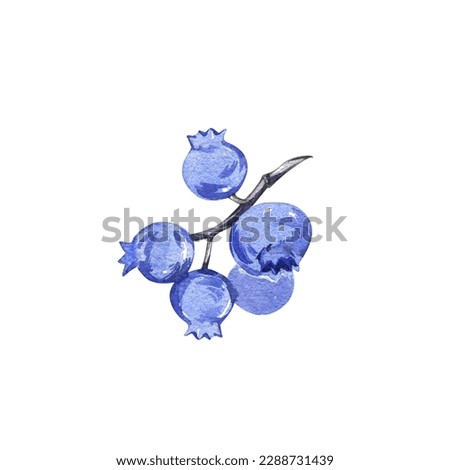 Fresh ripe blueberry on branch isolated on white. Watercolor hand dawing botanic realistic illustration. Art for design