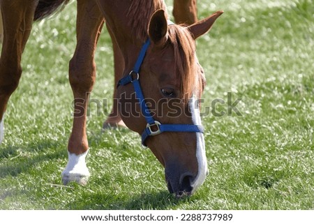 muscular brown red horse head with blue bridle eats grass on a green spring meadow. day without people 8k resolution.