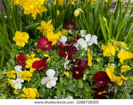 Decorative composition of spring flowers, yellow narcissus and yellow, red and white viola cornuta pansy flowers close up
