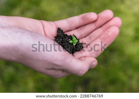 Environment Earth Day In the hands of trees growing seedlings. Bokeh green Background Childs hand holding tree on nature field grass Forest conservation concept