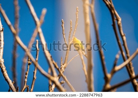 Bird perched on a tree branch.