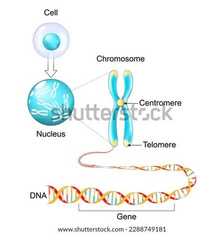 Cell structure. Genetic material from Gene to DNA and Chromosome. genome sequence. Molecular biology. Vector poster Royalty-Free Stock Photo #2288749181
