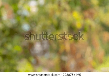 Blurred tree background, daylight bokeh background.