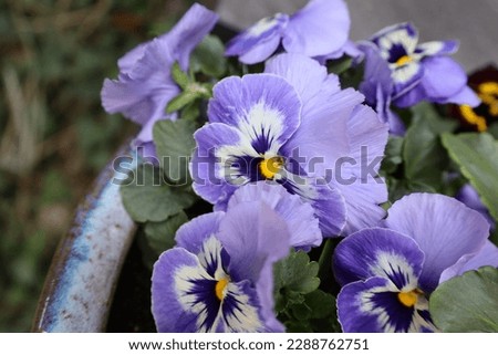 Purple pansies in ceramic container outside closeup