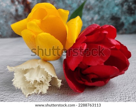 Beautiful red and yellow tulips on the table