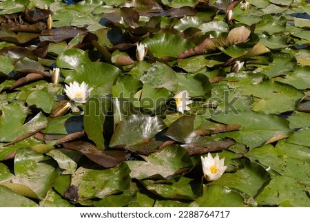 Flowers of white waterlily lotus with green leaves on the water in the lake