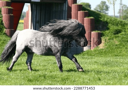 Blue roan coloured Mini shetland pony Royalty-Free Stock Photo #2288771453