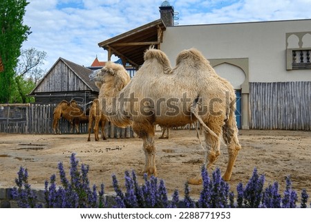 Bactrian camels in Budapest zoo in Hungary that are hairy camel in a pen with long fur winter coat Royalty-Free Stock Photo #2288771953