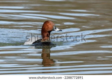 The Red-crested Pochard, Netta rufina is a large diving duck. Here swimming in a lake at Munich, Germany