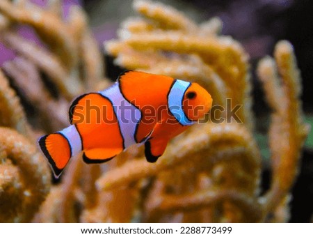 Clown fish, Anemonefish (Amphiprion ocellaris) swim among the tentacles of anemones, symbiosis of fish and anemones Royalty-Free Stock Photo #2288773499