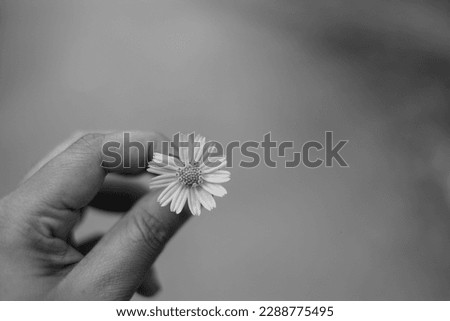 Close up photo of a hand giving a yellow flower concept , valentine’s day gift, sign of love 