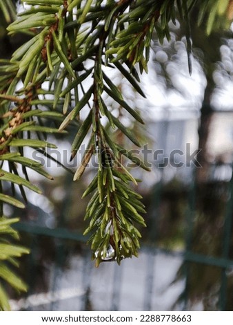 close-up picture of a green spruce tree branch at autumn daytime. selective focus background.