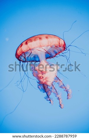 Jelly Fish Close Up Nature Shot 