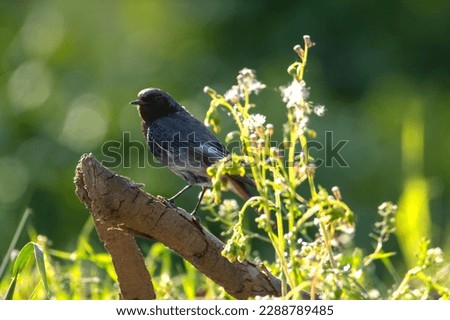 A male black redstart resting on dried branch and searching for flies. Orange and black bird. Shiny day. Phoenicurus ochuros.