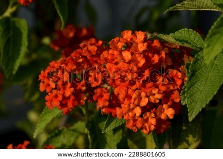 Experience the textural and brilliant beauty of a bunch of vibrant red lantana flowers against a bright green background