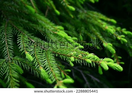 Fresh growing fir twig sprouts in nature. Stock Image